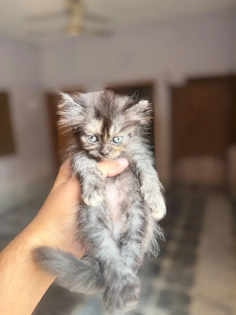 4 kitten for sale — photo 3