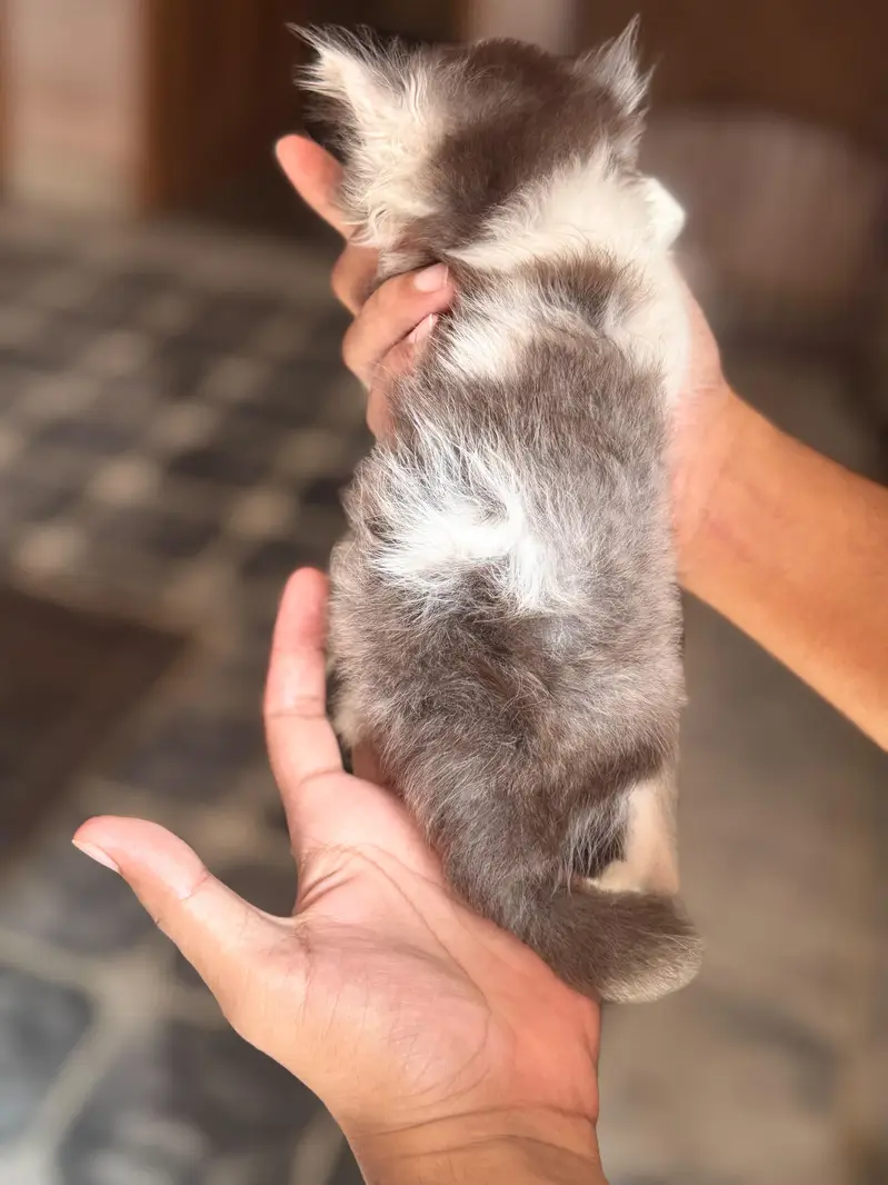4 kitten for sale — photo 4