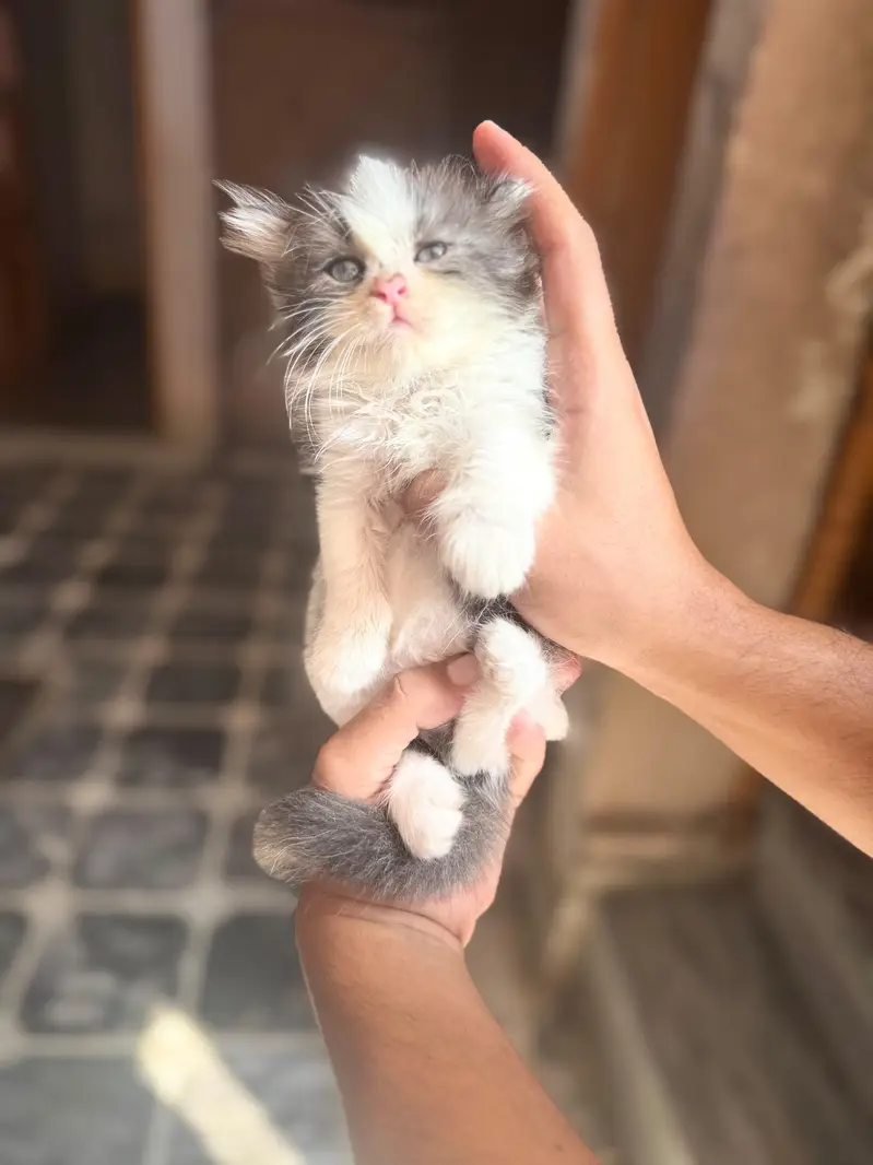 4 kitten for sale — photo 5