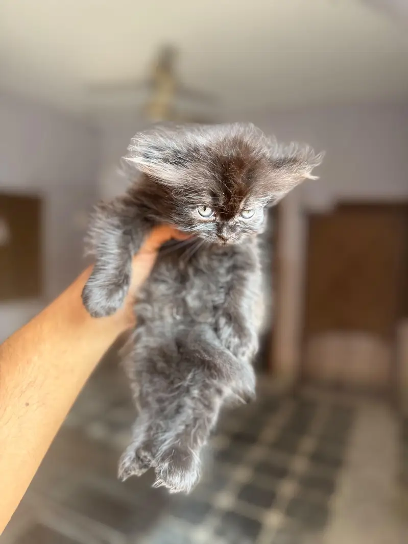 4 kitten for sale — photo 6