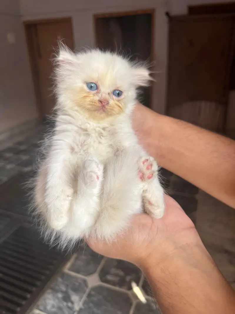 4 kitten for sale — photo 7