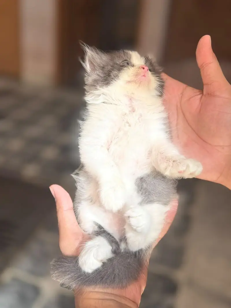 4 kitten for sale — photo 8