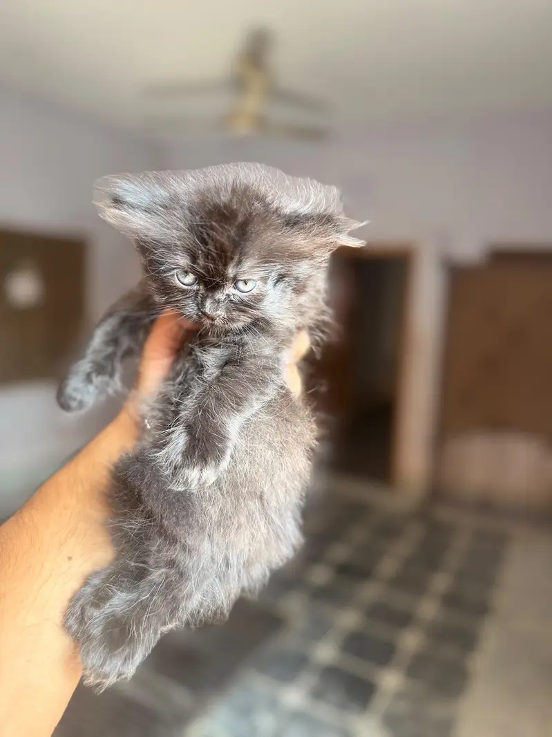 4 kitten for sale — photo 9