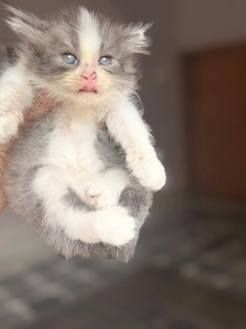 4 kitten for sale — photo 10