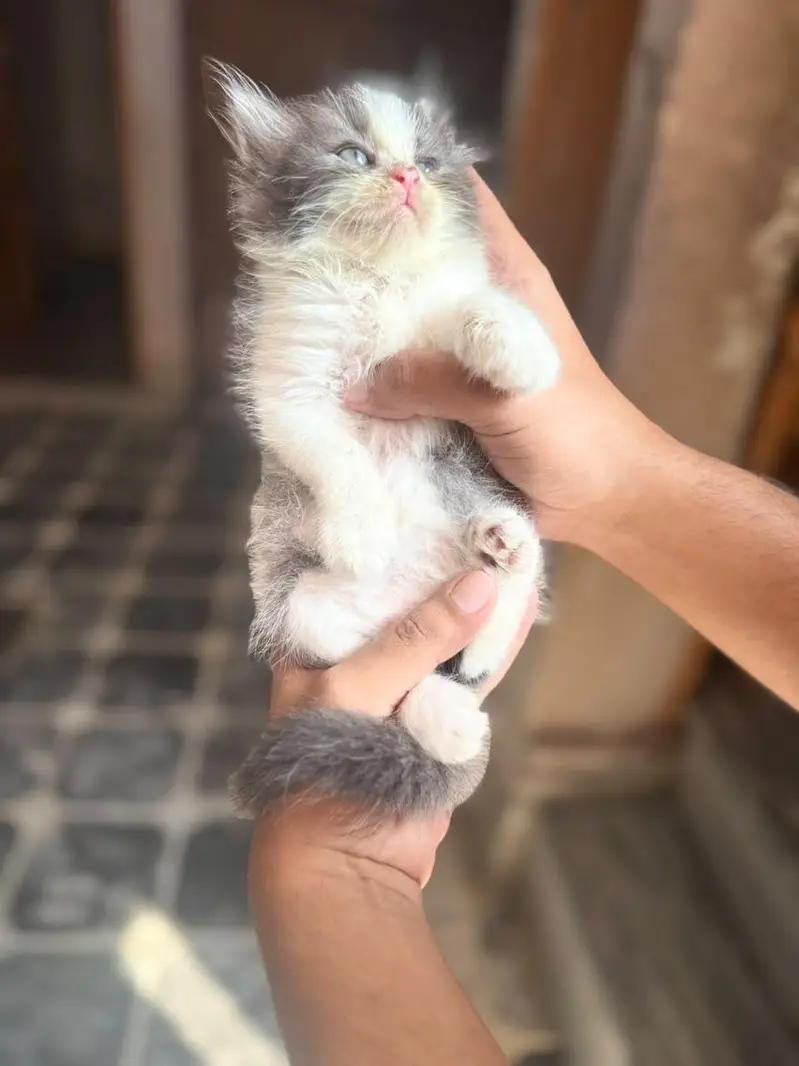 4 kitten for sale — photo 11