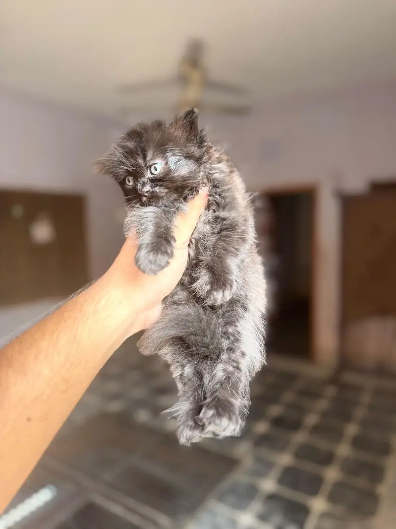4 kitten for sale — photo 12