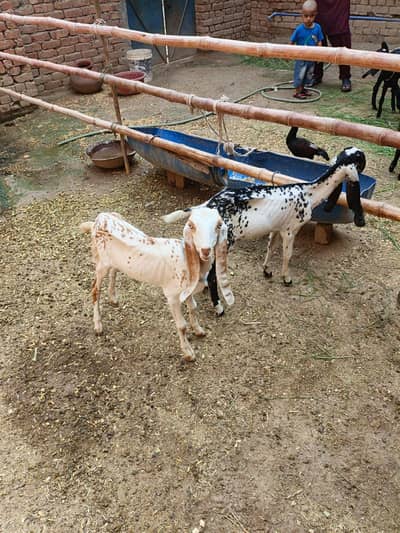 makki cheni path and gabban female