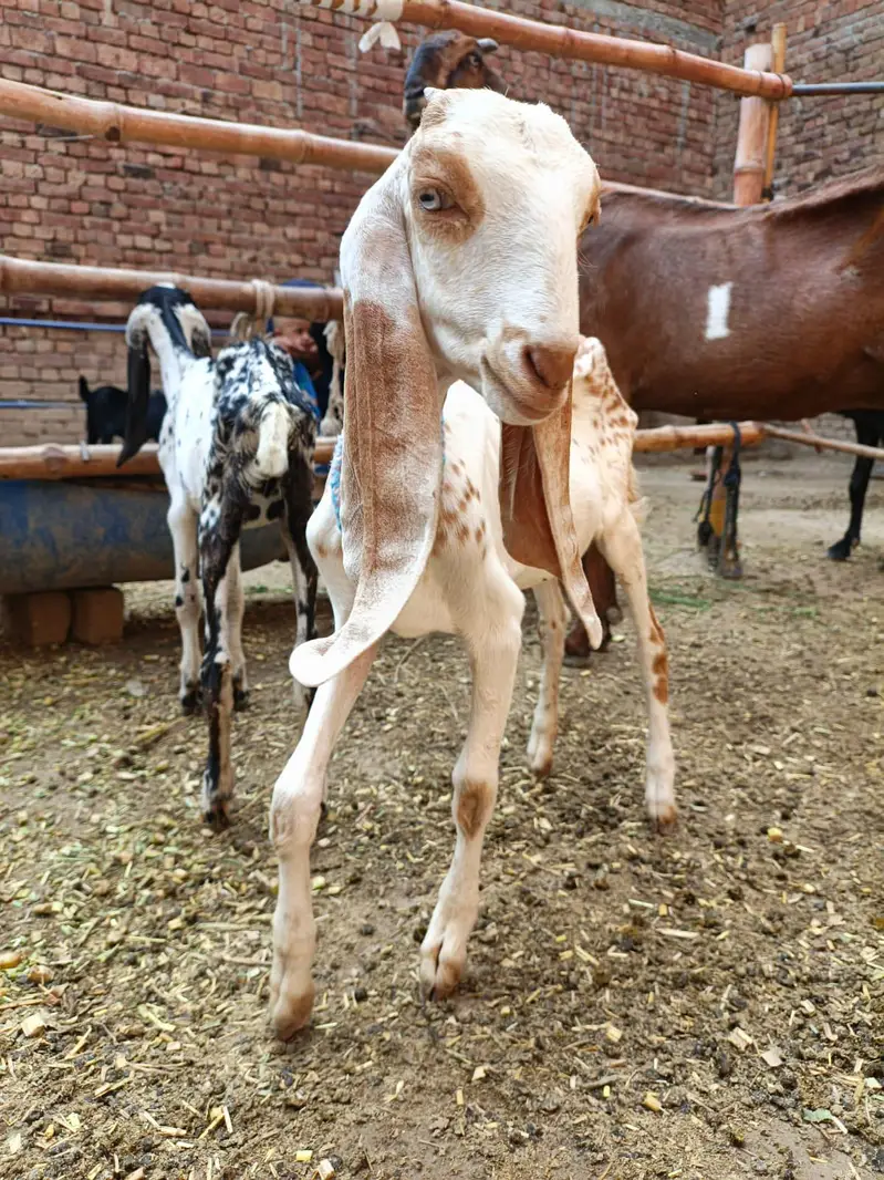 makki cheni path and gabban female — photo 3