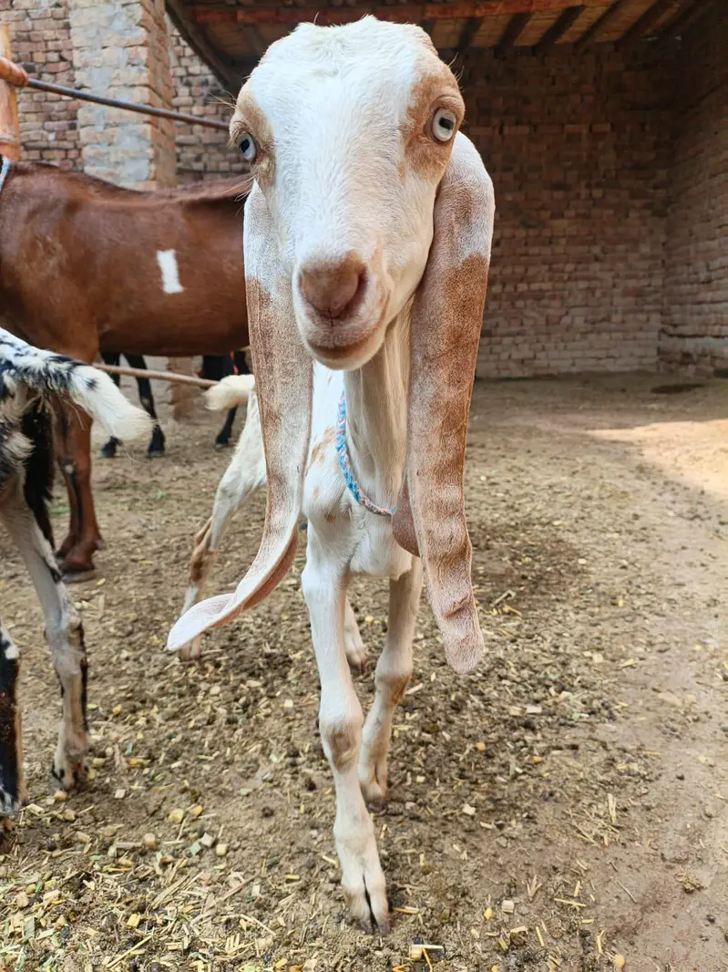 makki cheni path and gabban female — photo 4