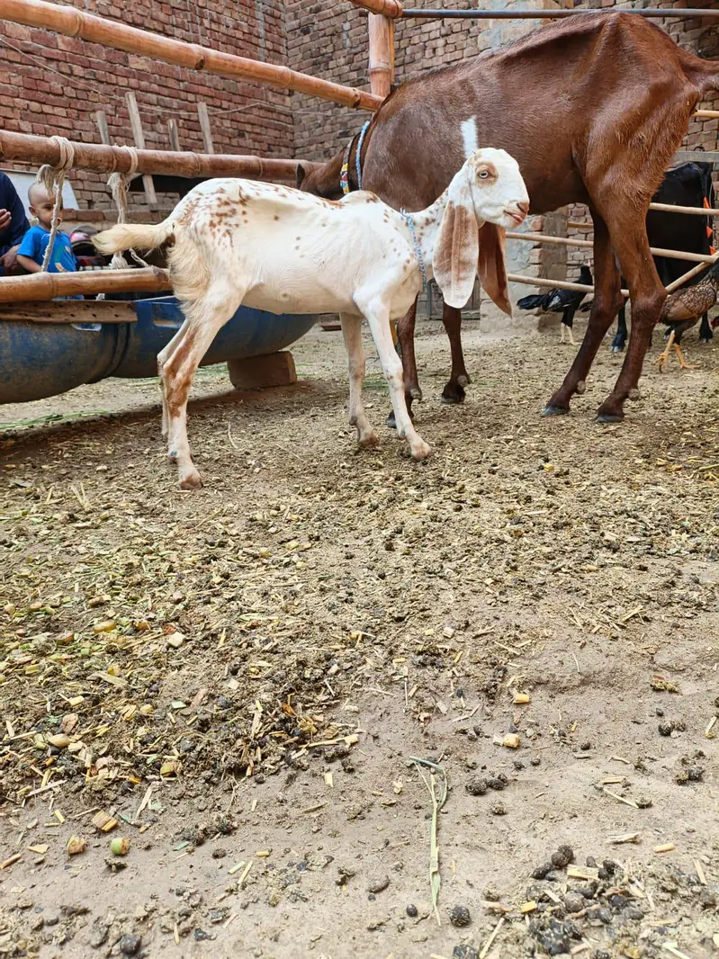 makki cheni path and gabban female — photo 6