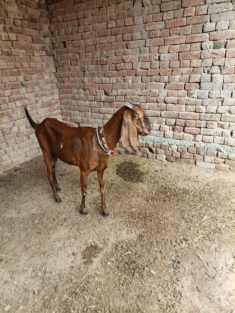 makki cheni path and gabban female — photo 7