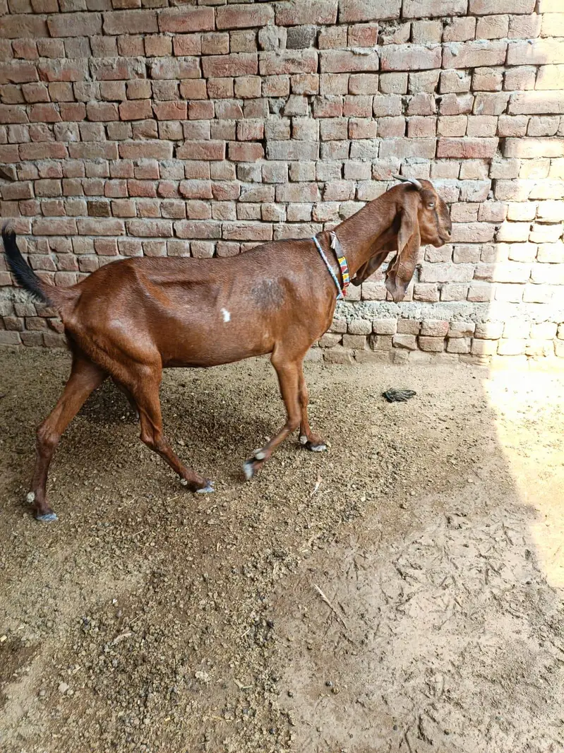makki cheni path and gabban female — photo 8