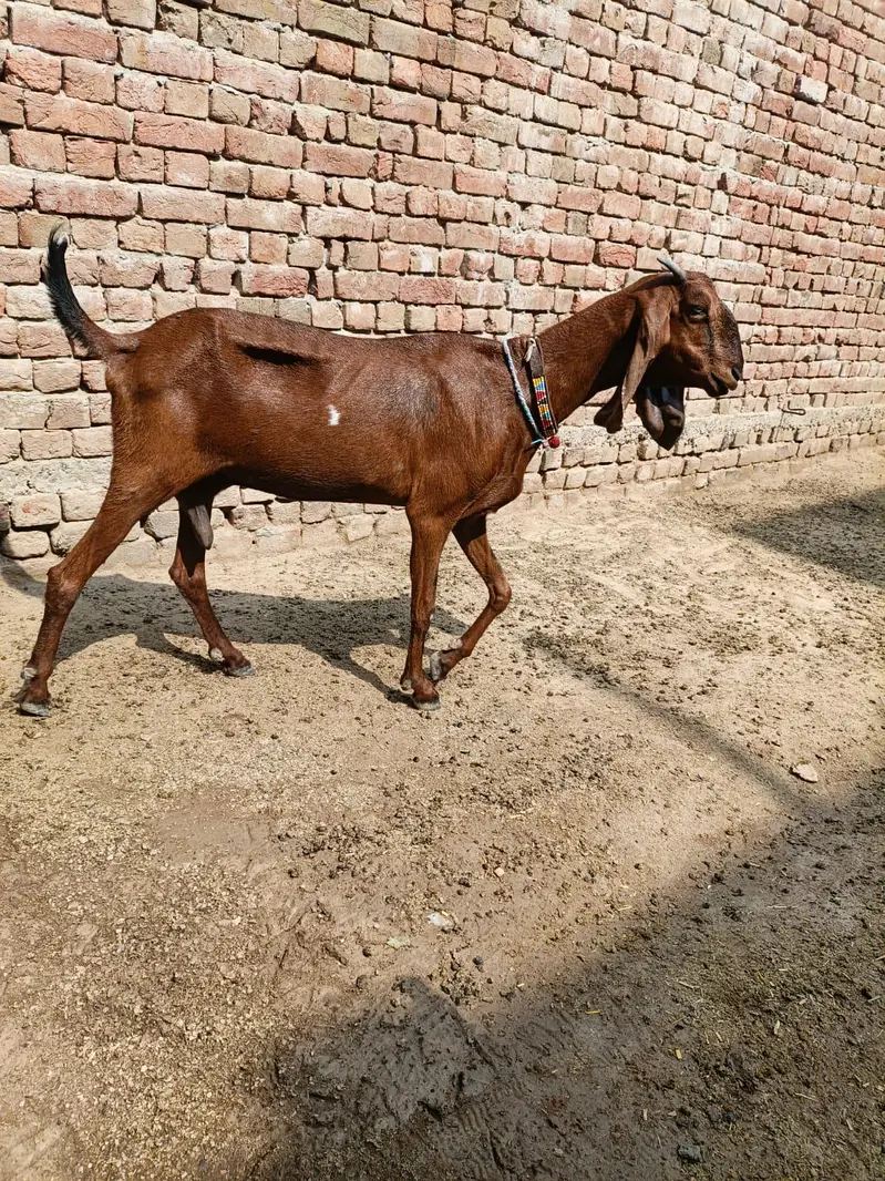 makki cheni path and gabban female — photo 9
