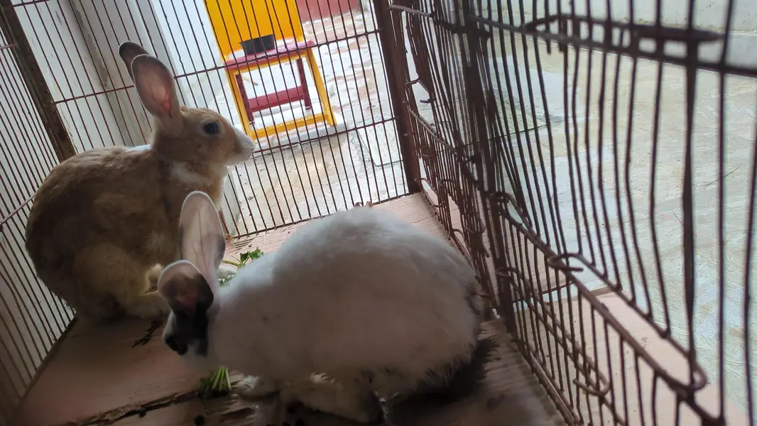 dutch rabbit pair available — photo 5