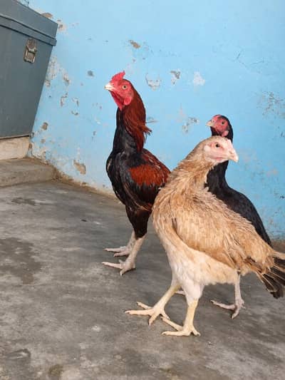 Aseel pair for sale
