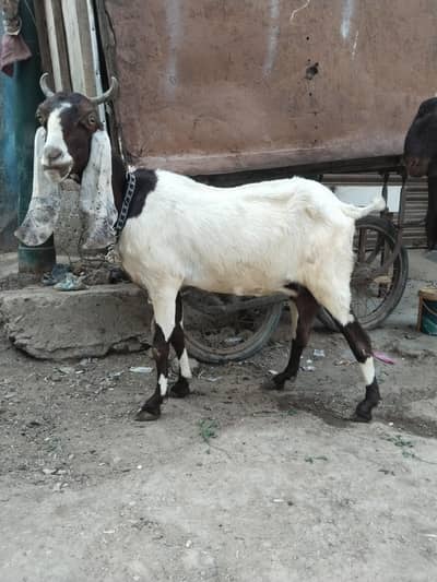 Bakri with female kids