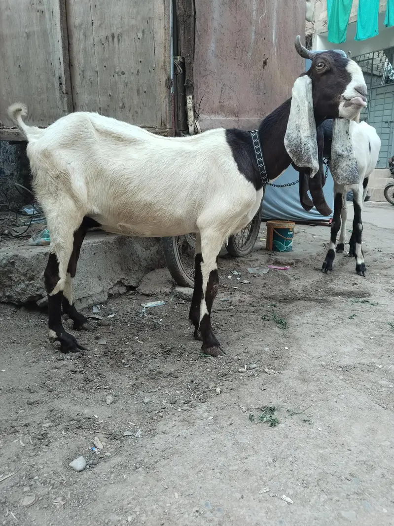 Bakri with female kids — photo 2