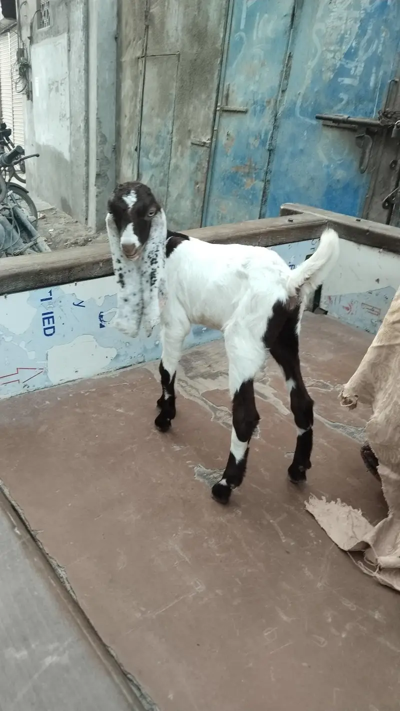 Bakri with female kids — photo 3
