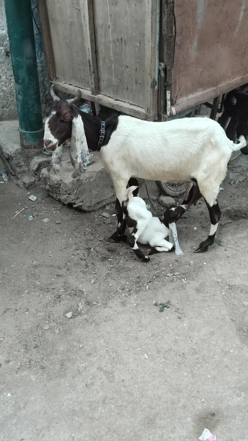 Bakri with female kids — photo 4