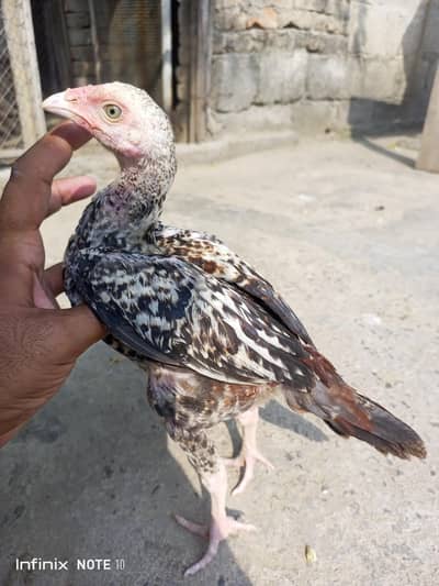 Aseel high quality jawa chicks