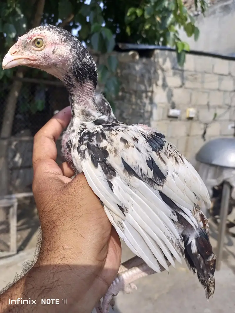 Aseel high quality jawa chicks — photo 2