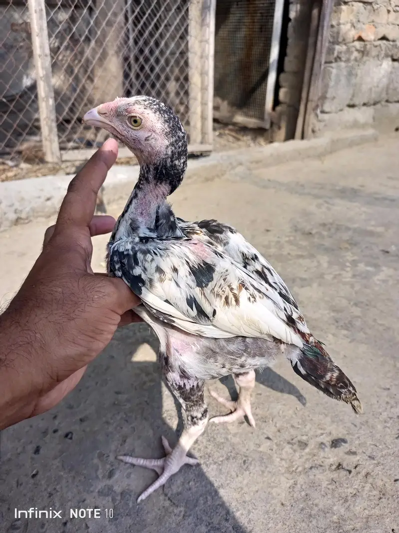 Aseel high quality jawa chicks — photo 3