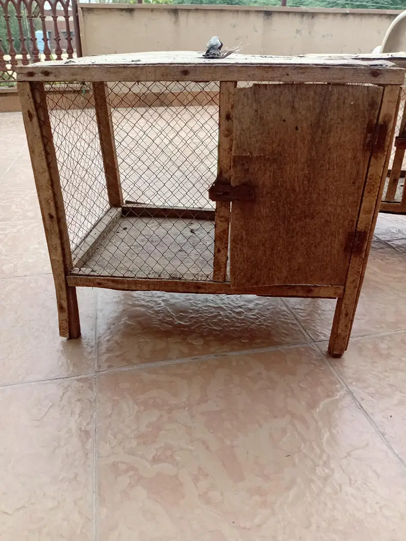 chicks /hen cages — photo 4