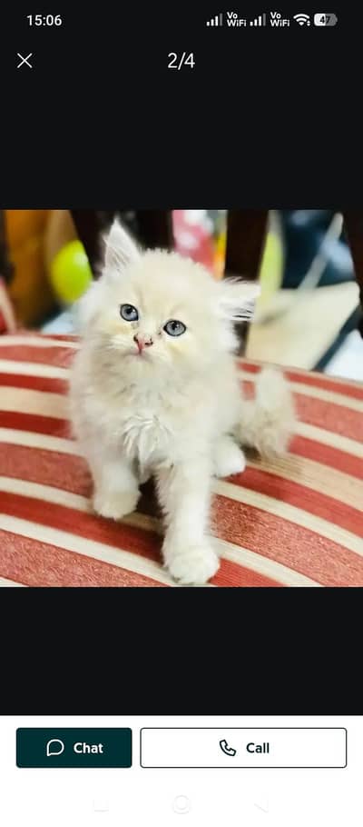 urgent sale home cat