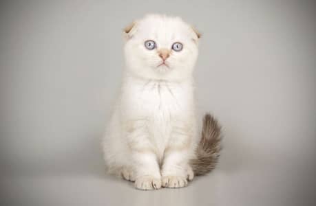 Scotish Fold Kittens Available