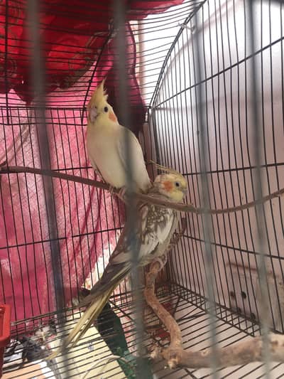 breder pair one time law eggs and hach the eggs