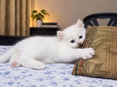 Persian  Rare Eyes