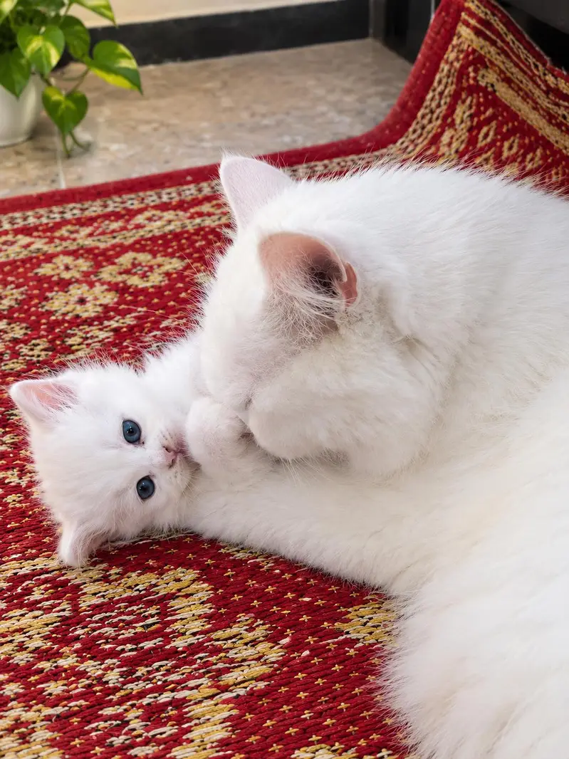 Persian  Rare Eyes — photo 3