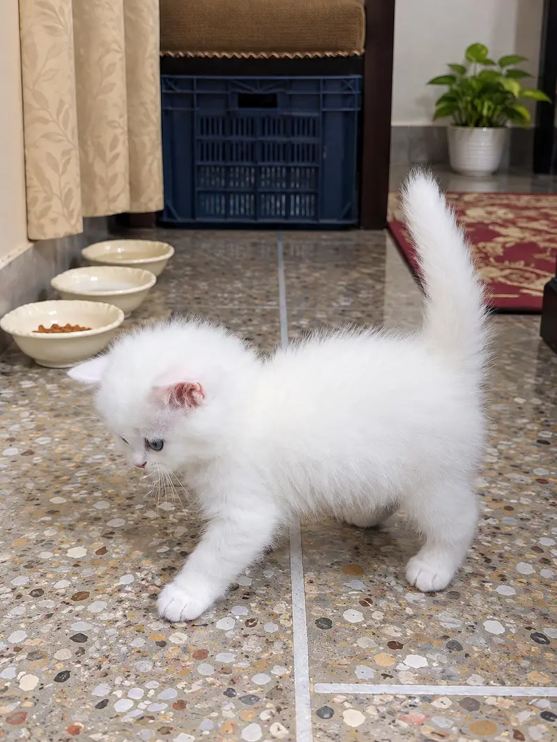 Persian  Rare Eyes — photo 4