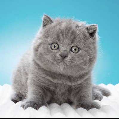 British Short Hair kiten Available