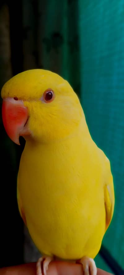yellow tame talking on mood