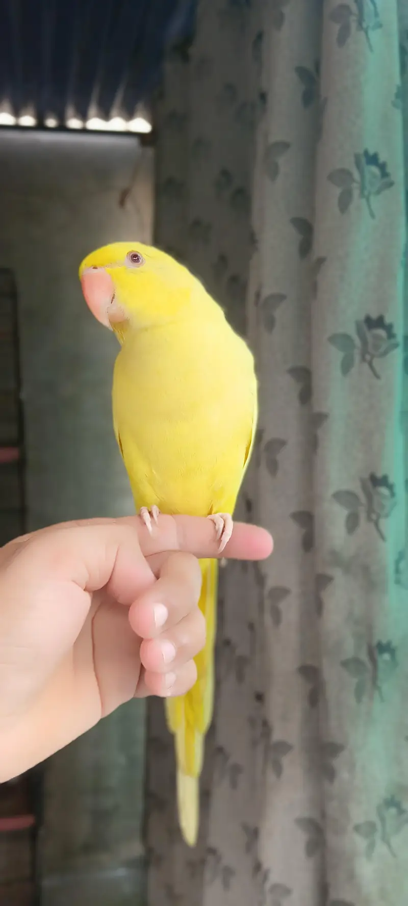 yellow tame talking on mood — photo 2