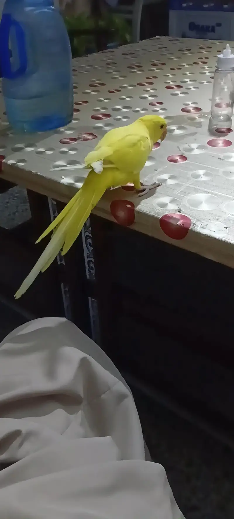 yellow tame talking on mood — photo 3