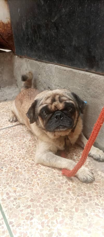 pug male