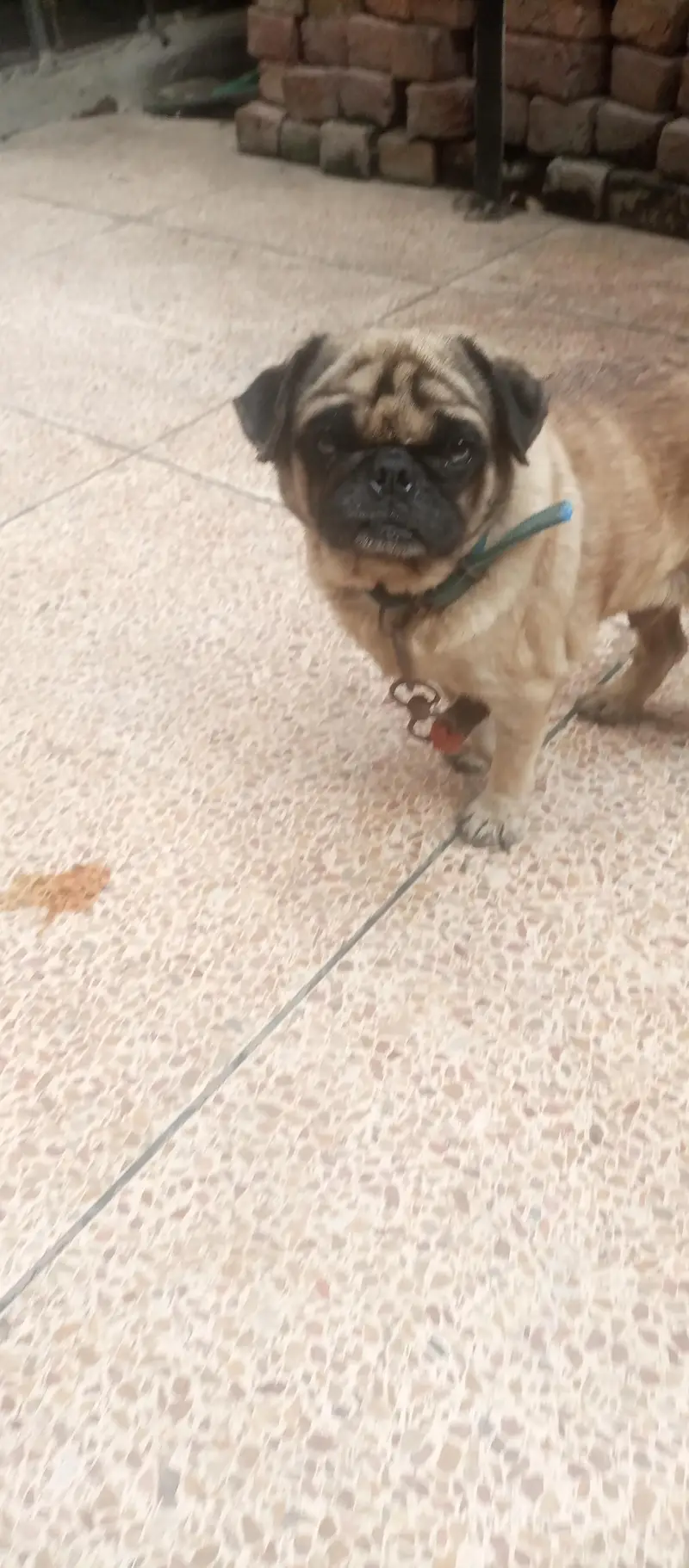 pug male 03054677745 — photo 2