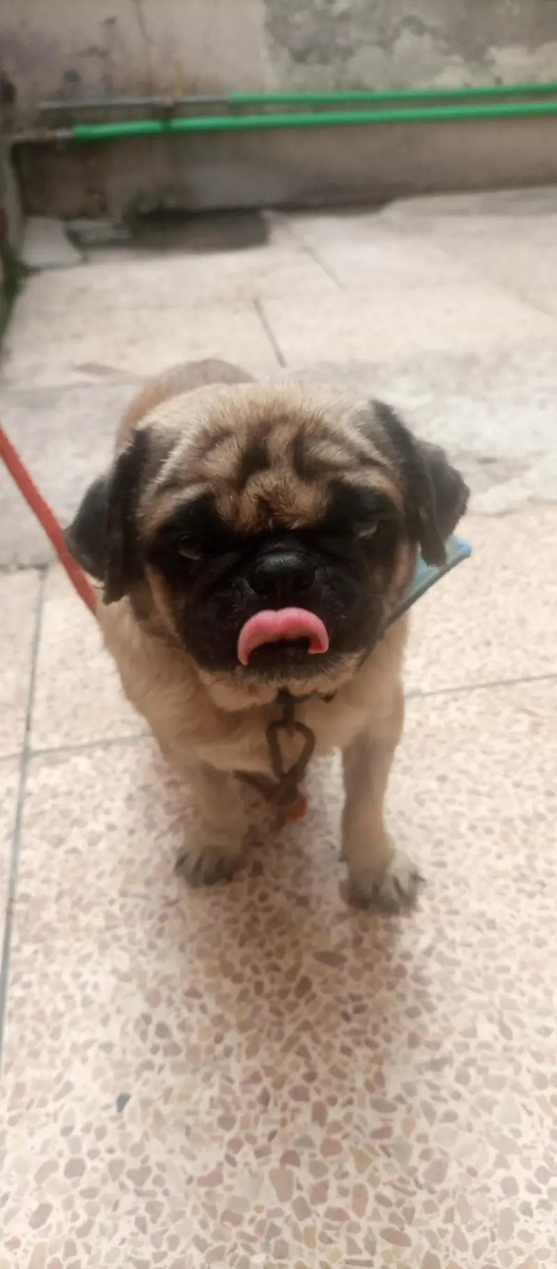 pug male 03054677745 — photo 3