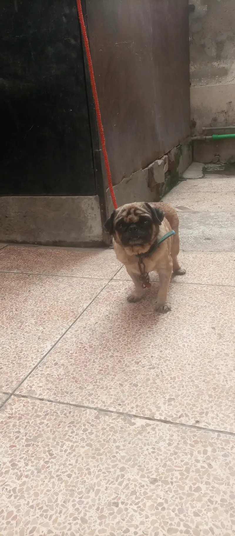 pug male 03054677745 — photo 4