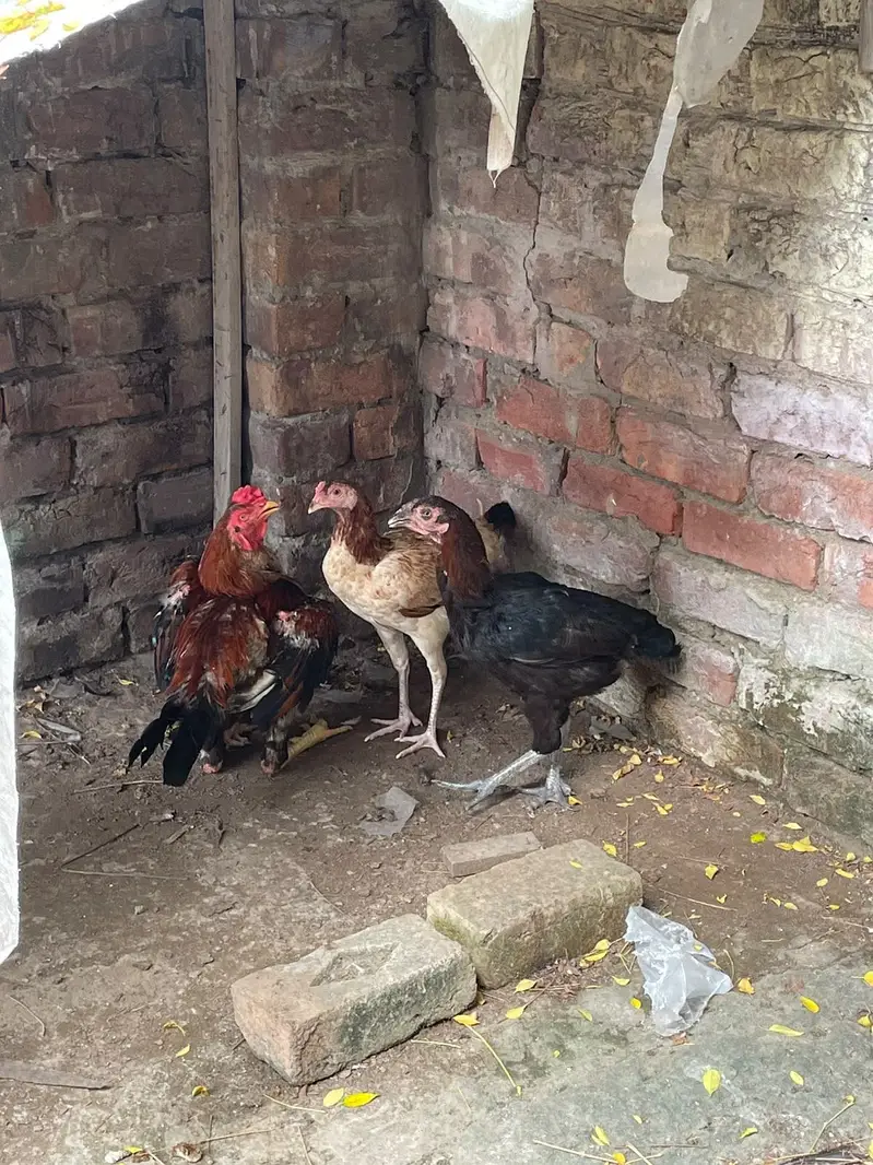 Aseel mianwali 03114011957 whatapp — photo 2