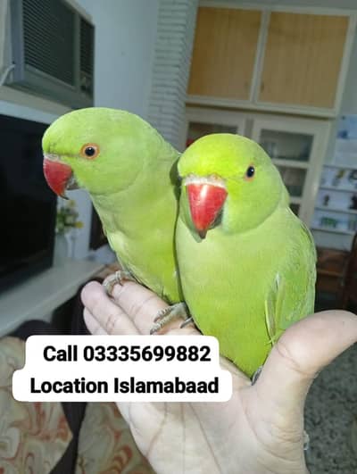 Single 5,500 Hand Tamed Friendly Green Ring Neck Parrot's Male/Female