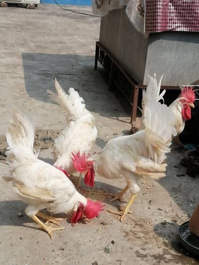 4 white cock (Murga) for sale 2200 per piece
