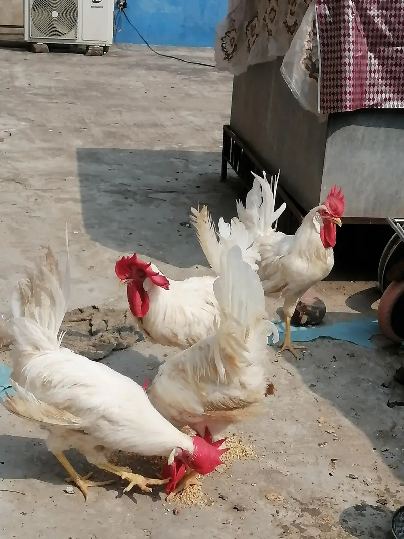 4 white cock (Murga) for sale 2200 per piece — photo 2