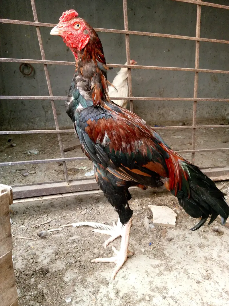 Pure Mianwali Aseel Patha — photo 2