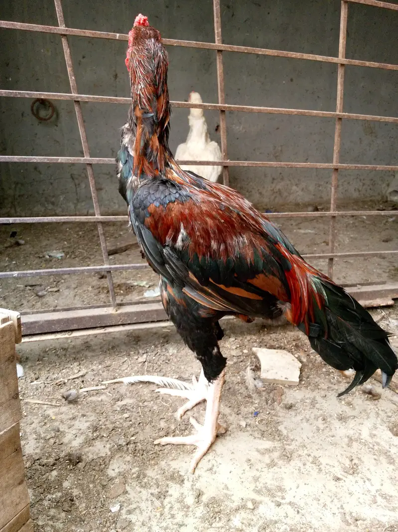 Pure Mianwali Aseel Patha — photo 3