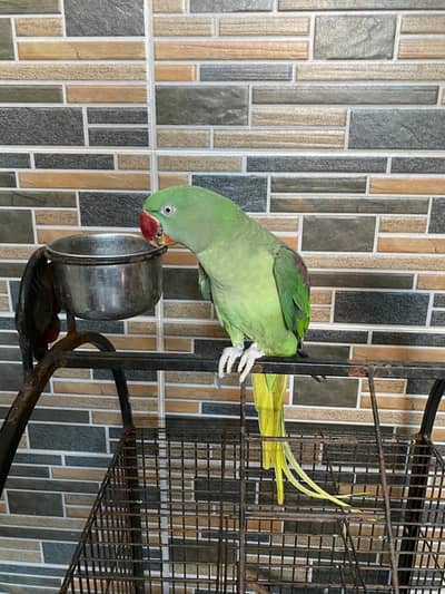 Raw parrot female