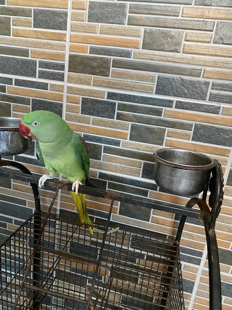 Raw parrot female — photo 2