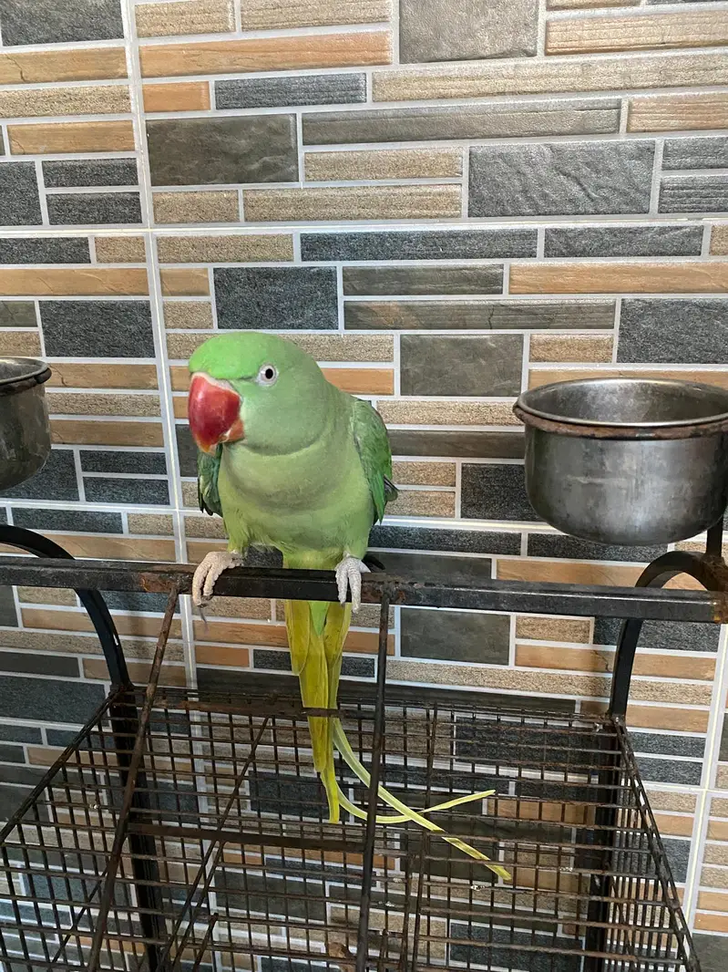 Raw parrot female — photo 3